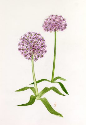 שום תל-אביבי Allium tel-avivense Eig