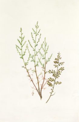 לענת המדבר Artemisia sieberi Besser