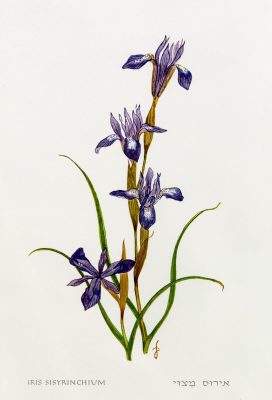 Moraea sisyrinchium (L.) Ker-Gawler