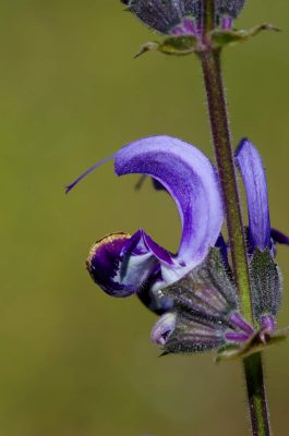 מרווה כחולה Salvia indica L.