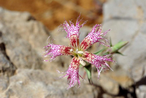 Dianthus libanotis Labill.