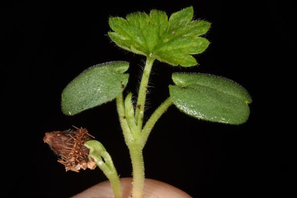 אבגר צהוב Agrimonia eupatoria L.