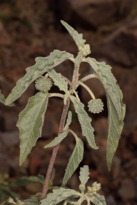לשישית השיח Chrozophora oblongifolia (Delile) A.Juss. ex Spreng.