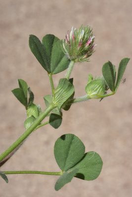 תלתן היערות Trifolium sylvaticum Gerard