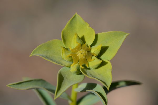 חלבלוב ענף Euphorbia macroclada Boiss.