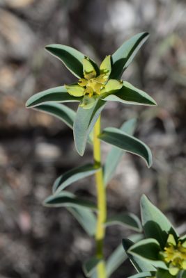 חלבלוב ענף Euphorbia macroclada Boiss.