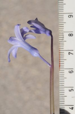 יקינתון מזרחי Hyacinthus orientalis L.