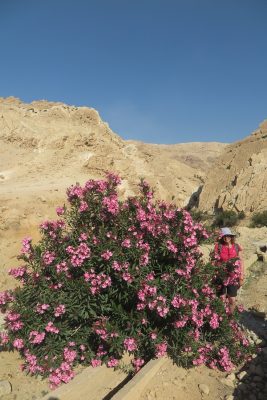 Nerium oleander L.
