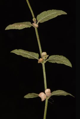 קערורית הביצה Scutellaria galericulata L.