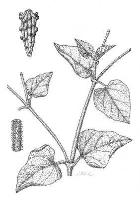 בלוטנית דביקה Commicarpus grandiflorus (A. Rich.) Standl.