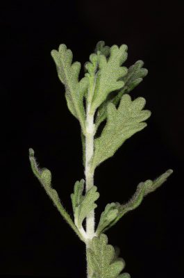 געדה מלבינה Teucrium leucocladum Boiss.