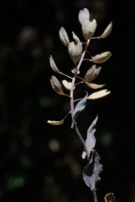 חופניים הרריים Thlaspi microstylum Boiss.