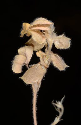 Trigonella brachycarpa (M.Bieb.) Moris