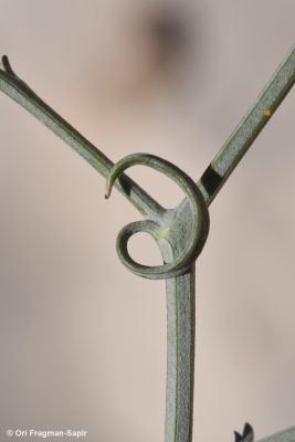 הרדופנין מפותל Scorzonera tortuosissima Boiss.