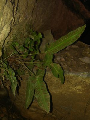 גריזית נאה Asplenium sagittatum (DC.) A.J.Bange