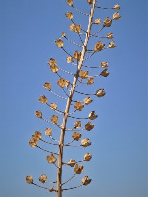 Bellevalia warburgii Feinbrun