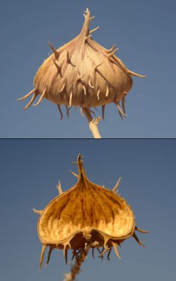 לשנן בובה Glossonema boveanum (Decne.) Decne.