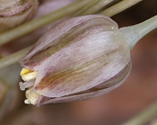 שום קולמן Allium kollmannianum Brullo, Pavone & Salmeri