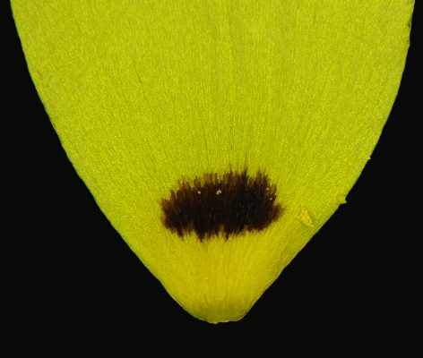 שמשונית הטיפין Tuberaria guttata (L.) Fourr.