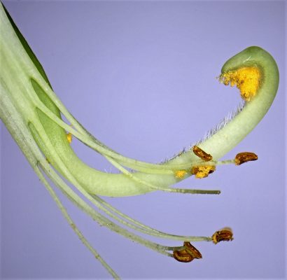 קרקש קיליקי Colutea cilicica Boiss. & Balansa