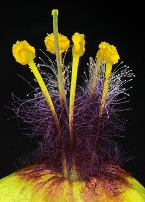 בוצין בירותי Verbascum berytheum Boiss.