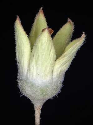 אנדרוסק חד-שנתי Androsace maxima L.