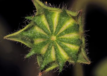 הפרי זיפני, דמוי -דיסק, בעל 20-9 פרודות חד-זרעיות