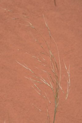 מלענן דראר Stipagrostis drarii (Taeck.) de Winter