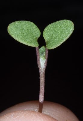 שושנת-יריחו אמיתית Anastatica hierochuntica L.