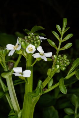 חודיים מנוצים Andrzeiowskia cardamine Rchb.