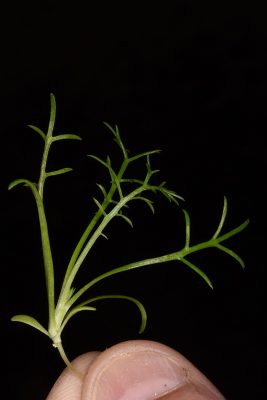 Anthemis parvifolia Eig