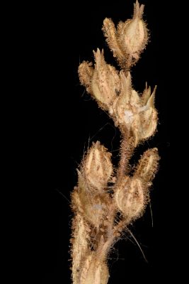 Anticharis glandulosa (Ehrenb. & Hempr.) Asch.