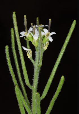 ארביס אוזני Arabis auriculata Lam.