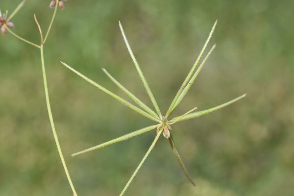 מסרק דרומי Scandix australis L.