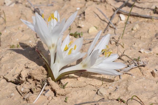 TÌNH YÊU CÂY CỎ ĐV 9 - Page 43 Colchicum_ritchii1_2018-600x400