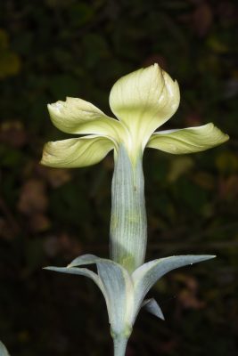 ציפורן יהודה Dianthus monadelphus Vent.