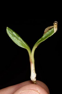 קיפודן מצוי Echinops adenocaulos Boiss.