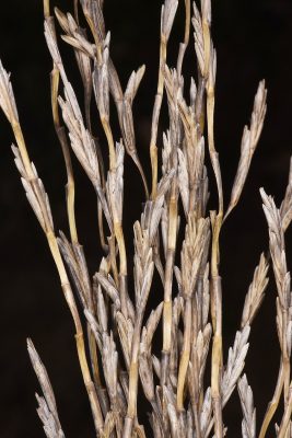 גלדן מחוספס Elytrigia intermedia (Host) Nevski
