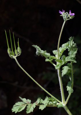מקור-חסידה מצוי Erodium moschatum (L.) L'Her.