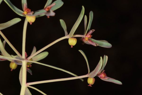 חלבלוב שוביץ Euphorbia szovitsii isch. & C.A.Mey.