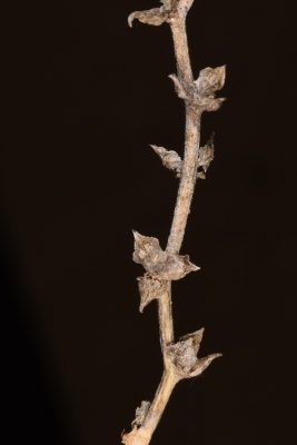 אלניה נאה Halothamnus hierochunticus (Bornm.) Botsch.