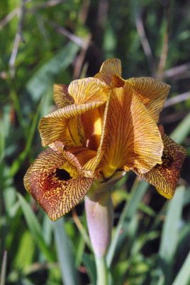 אירוס הארגמן Iris atropurpurea Dinsm.