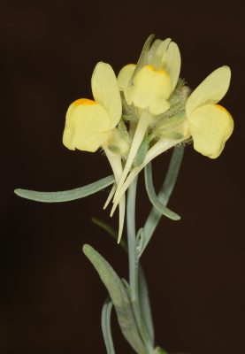 פשתנית ססגונית Linaria haelava (Forssk.) Delile