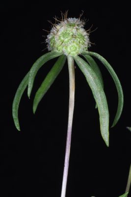 תגית קיצית Lomelosia argentea (L.) Greuter & Burdet