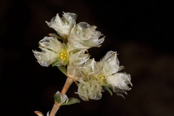 אלמוות הקרקפות Paronychia capitata (L.) Lam.
