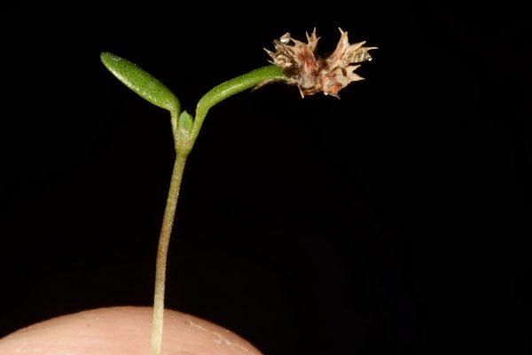 אלמוות שיכני Paronychia echinulata Chater