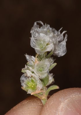 אלמוות סיני Paronychia sinaica Fresen.