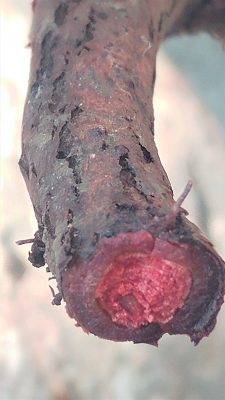 פואת הצבעים Rubia tinctorum L.