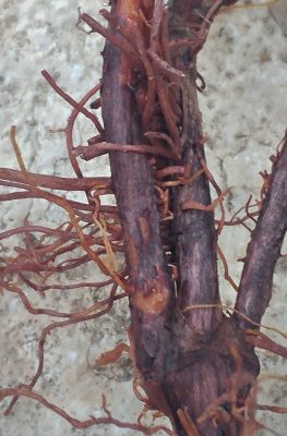 פואת הצבעים Rubia tinctorum L.