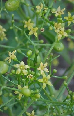 פואת הצבעים Rubia tinctorum L.